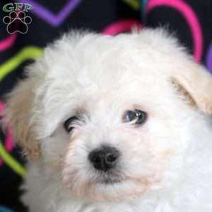Nancy, Bichon Frise Puppy