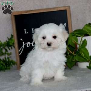 Nancy, Maltese Puppy
