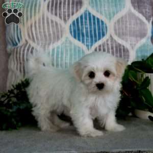 Naomi, Maltese Puppy