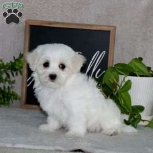 Naomi, Maltese Puppy