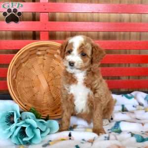 Nash, Mini Goldendoodle Puppy