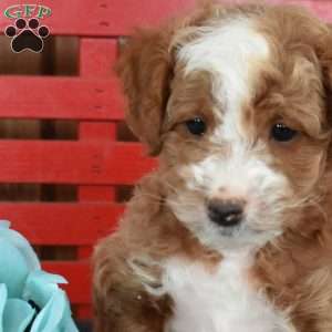 Nash, Mini Goldendoodle Puppy