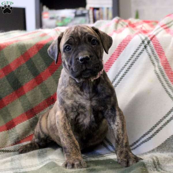 Natasha, Cane Corso Mix Puppy