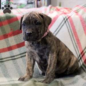 Natasha, Cane Corso Mix Puppy