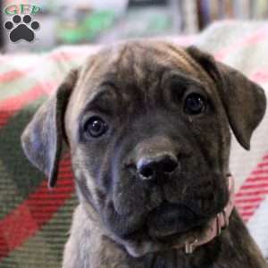 Natasha, Cane Corso Mix Puppy