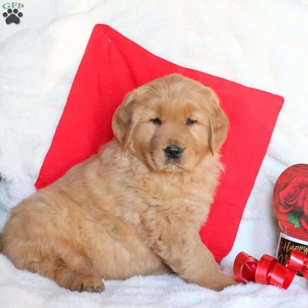 Nate, Golden Retriever Puppy