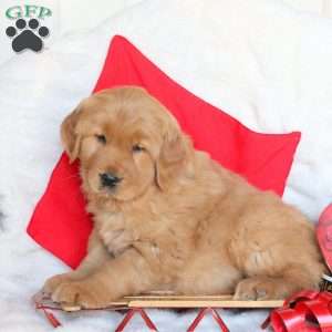 Nate, Golden Retriever Puppy