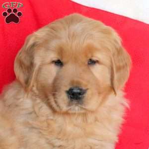 Nate, Golden Retriever Puppy