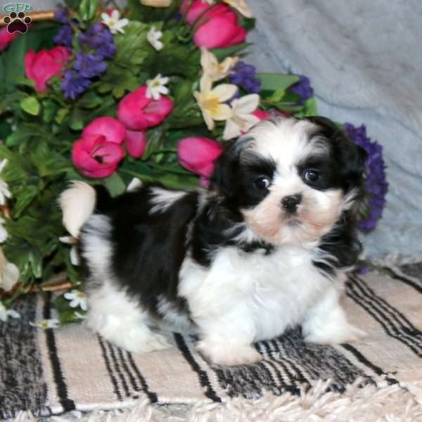 Navy, Shih Tzu Puppy
