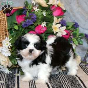 Navy, Shih Tzu Puppy