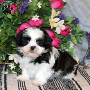 Navy, Shih Tzu Puppy
