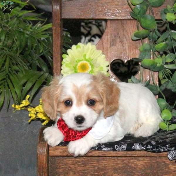 Nellie, Cavachon Puppy