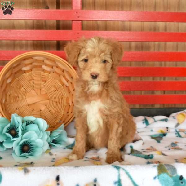 Nelly, Mini Goldendoodle Puppy