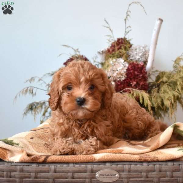 Nelly, Cavapoo Puppy