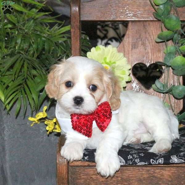 Neptune, Cavachon Puppy