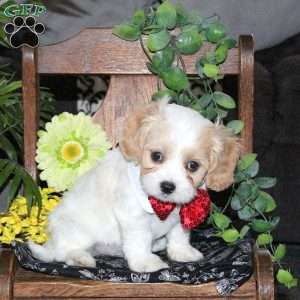 Neptune, Cavachon Puppy