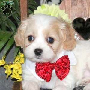 Neptune, Cavachon Puppy