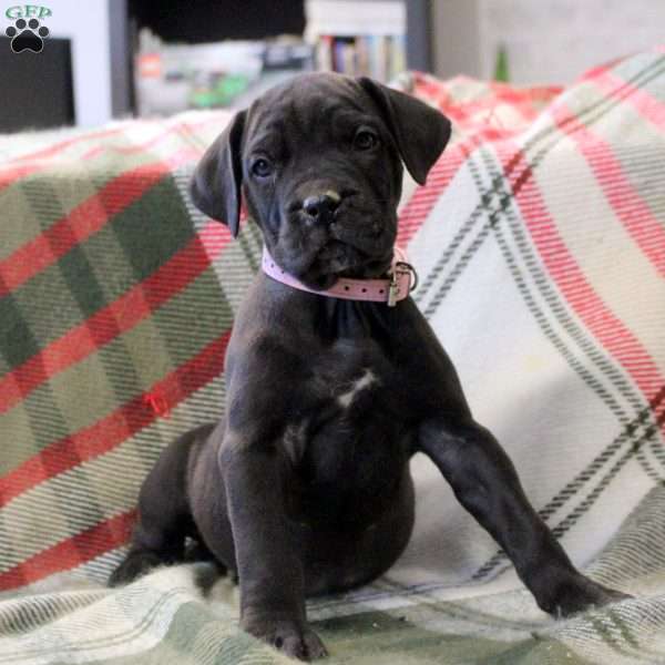 Neveah, Cane Corso Mix Puppy