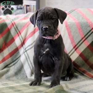 Neveah, Cane Corso Mix Puppy