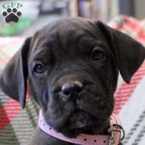 Neveah, Cane Corso Mix Puppy