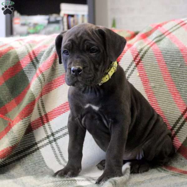 Nibbles, Cane Corso Mix Puppy