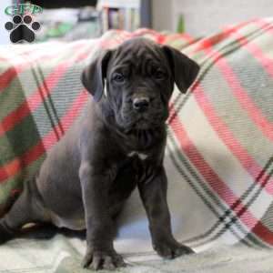 Nibbles, Cane Corso Mix Puppy