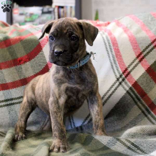Nickie, Cane Corso Mix Puppy
