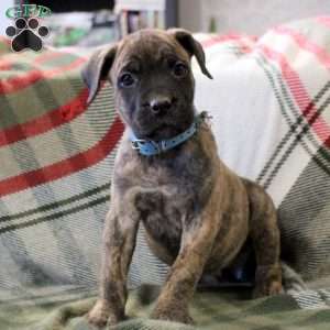 Nickie, Cane Corso Mix Puppy