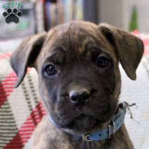 Nickie, Cane Corso Mix Puppy