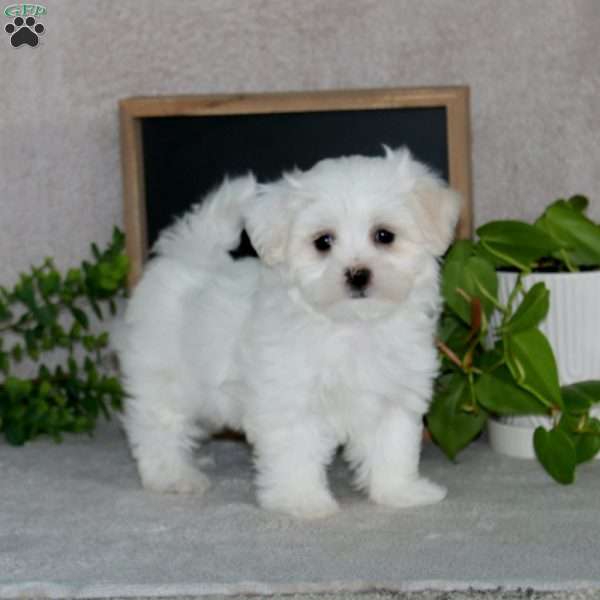 Nicky, Maltese Puppy