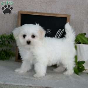 Nicky, Maltese Puppy