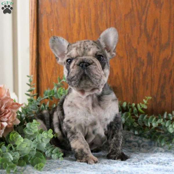 Nico, French Bulldog Puppy
