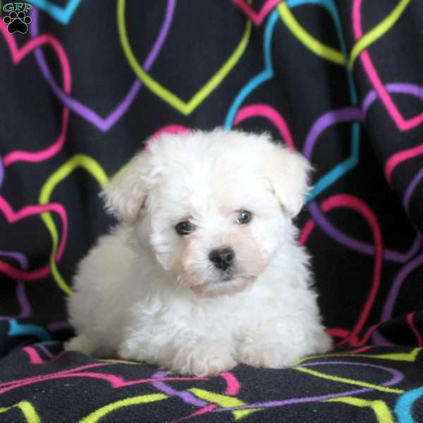 Nico, Bichon Frise Puppy