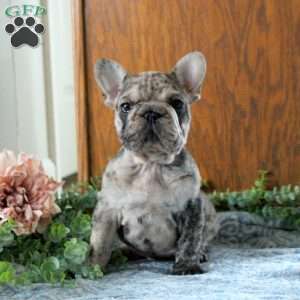 Nico, French Bulldog Puppy
