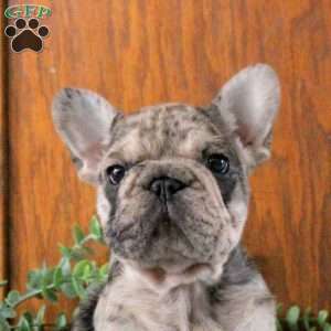 Nico, French Bulldog Puppy