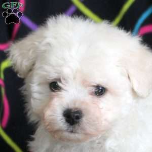 Nico, Bichon Frise Puppy