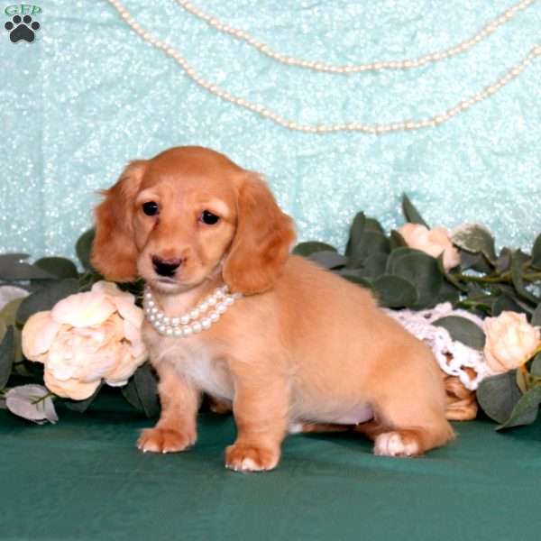 Nicole, Dachshund Puppy