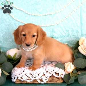 Nicole, Dachshund Puppy