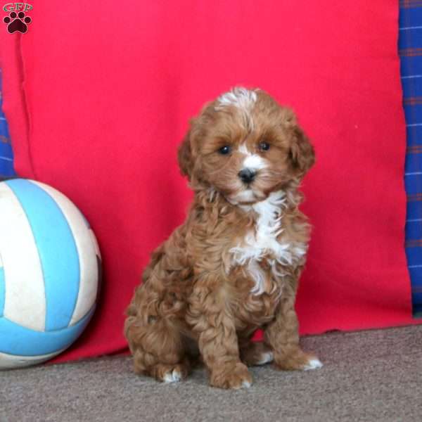 Nina, Mini Goldendoodle Puppy