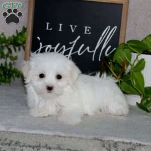 Nina, Maltese Puppy