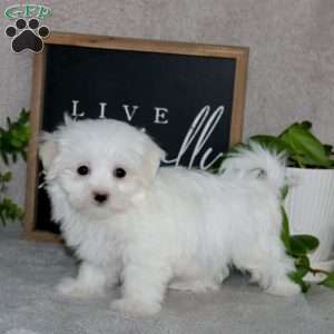 Nina, Maltese Puppy