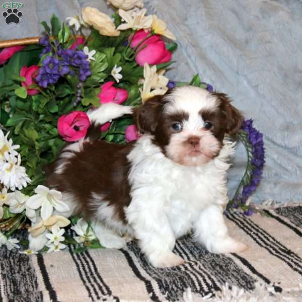 Nixon, Shih Tzu Puppy