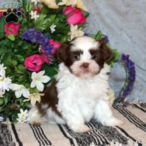 Nixon, Shih Tzu Puppy