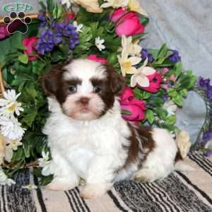 Nixon, Shih Tzu Puppy
