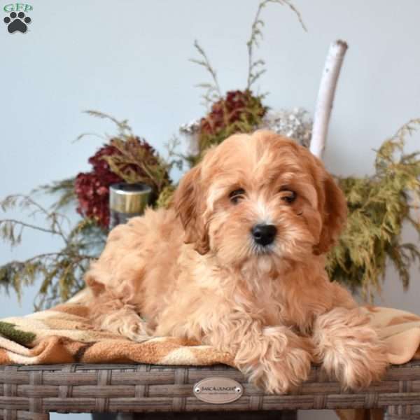 Noah, Cavapoo Puppy
