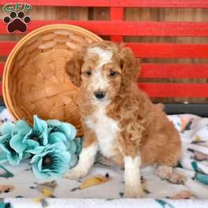 Noah, Mini Goldendoodle Puppy