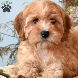 Noah, Cavapoo Puppy