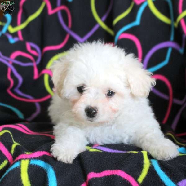 Noel, Bichon Frise Puppy