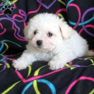 Noel, Bichon Frise Puppy