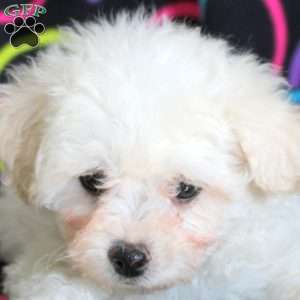 Noel, Bichon Frise Puppy